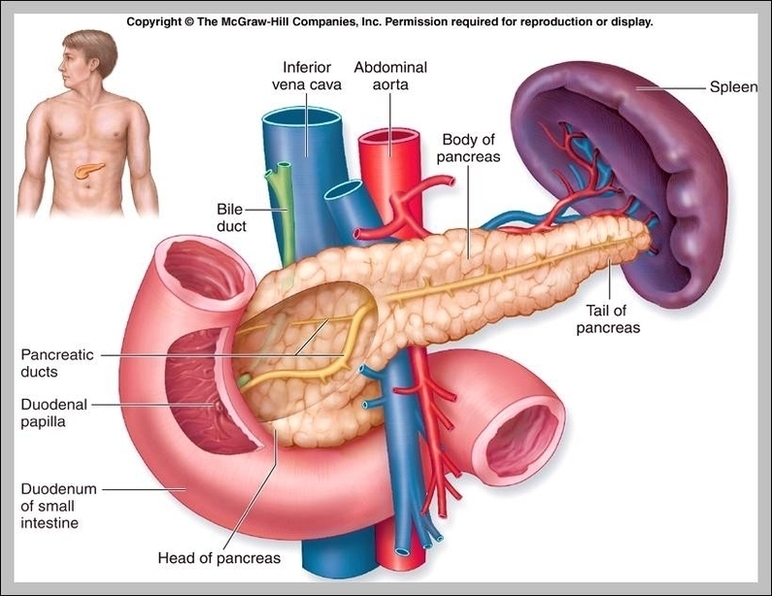 Role Of Pancreas Image