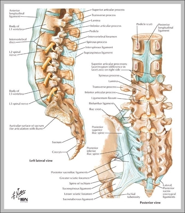 Sacral Spine Image