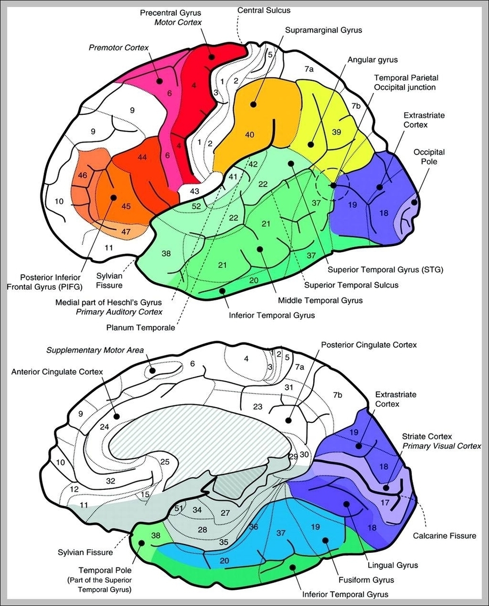 Sagittal View Of The Human Brain Image