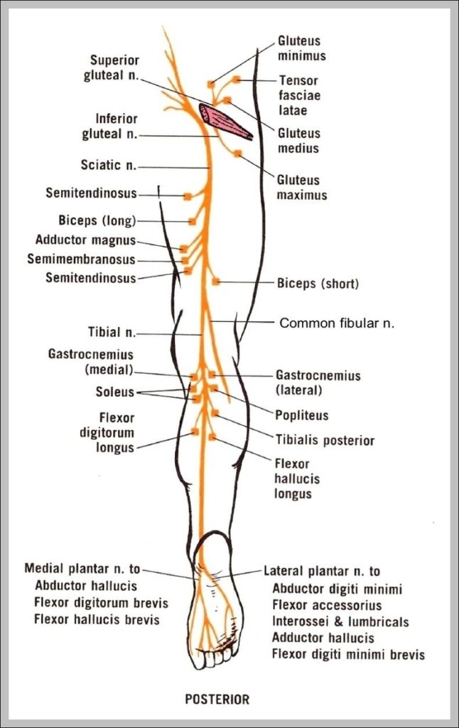 Sciatic Nerve Anatomy Diagram Image | Anatomy System - Human Body ...