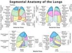 Segmental anatomy of lungs