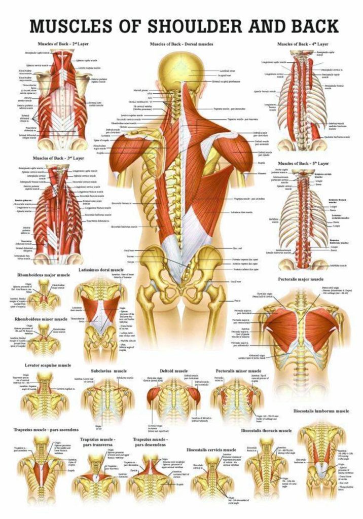 Shoulder And Back Muscles