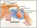 Shoulder Diagram Image