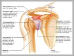 Shoulder Joint Name Image