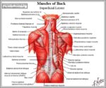 Shoulder Muscle Names Image