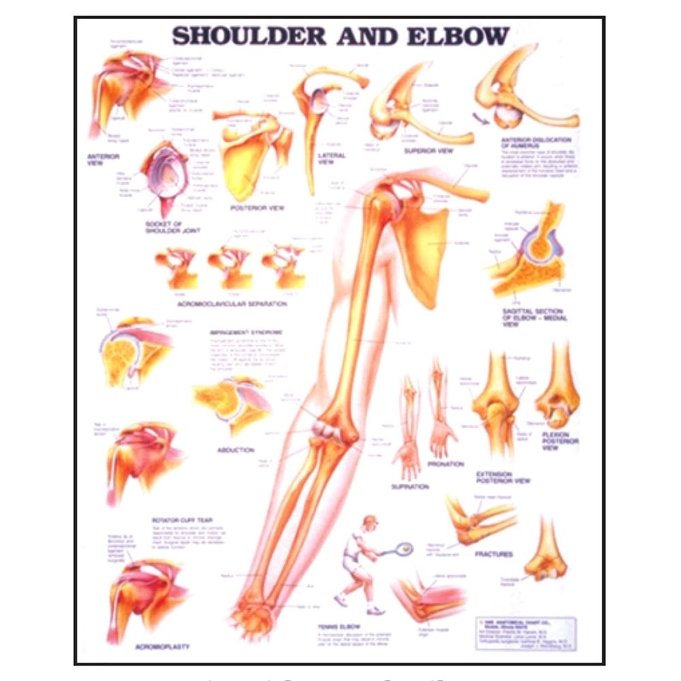 Shoulder and Elbow Diagram