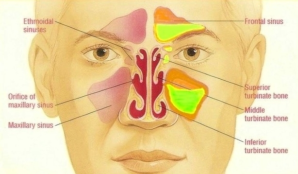 Sinus diagram