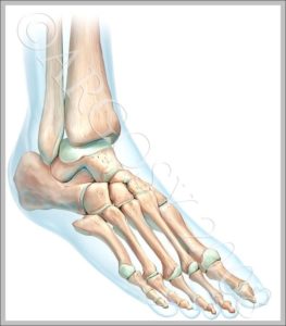 Skeletal Feet Image | Anatomy System - Human Body Anatomy diagram and ...