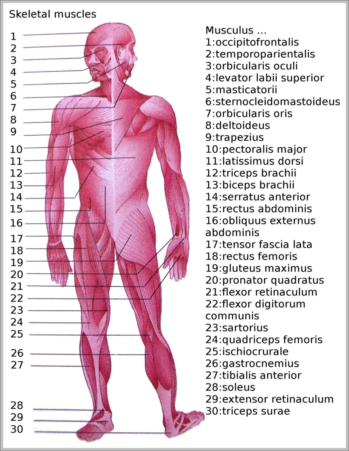 Skeletal Muscle Picture Image | Anatomy System - Human Body Anatomy ...