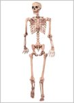 Skeletal Pictures Image