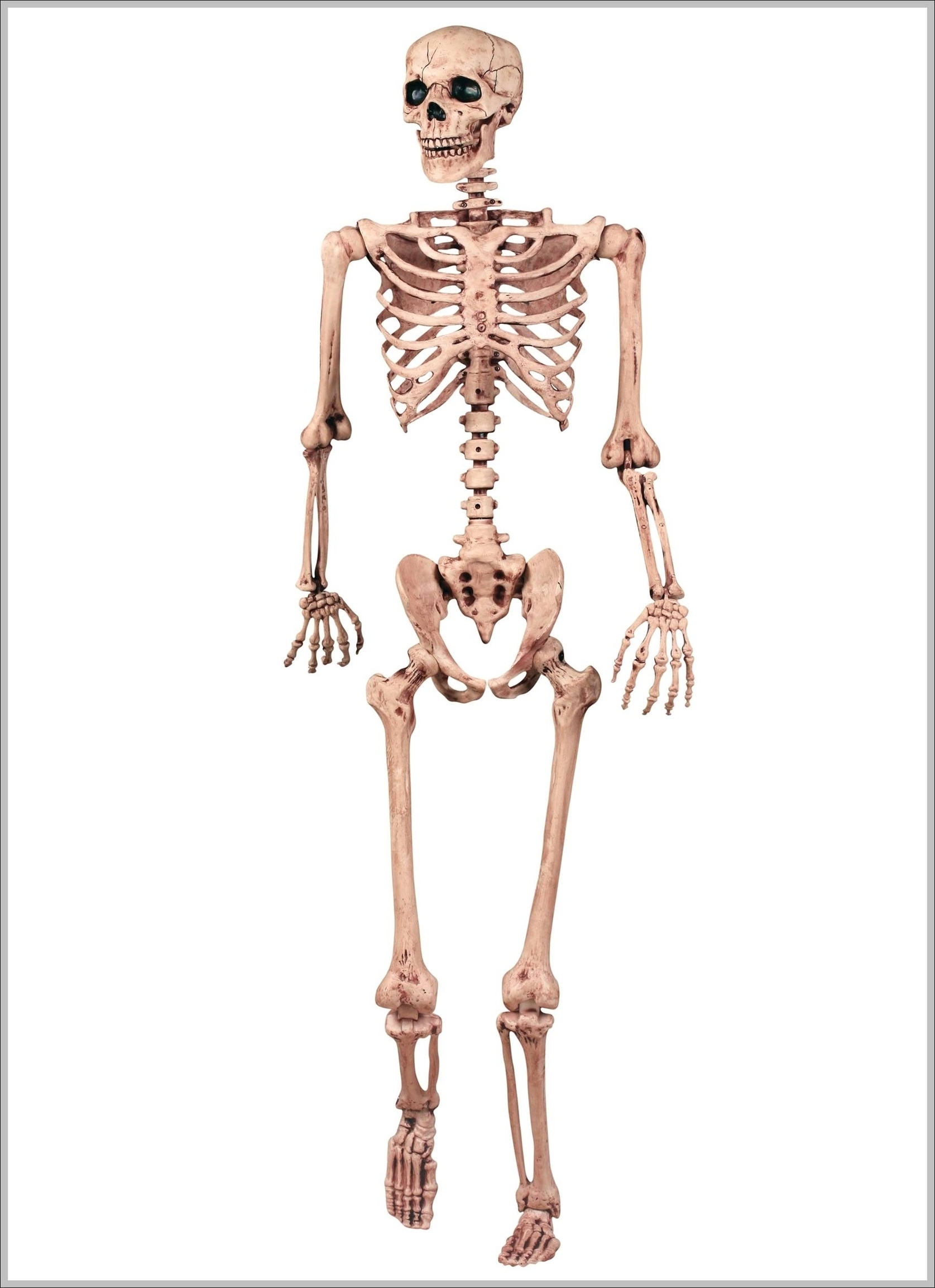 Skeletal Pictures Image