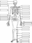 Skeletal System Skeleton Diagram