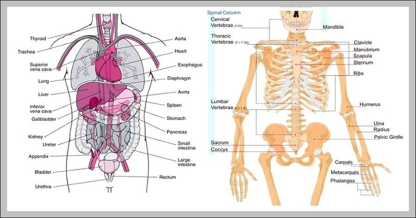 Skeleton And Organs Diagram Image