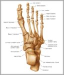 Skeleton Foot Image