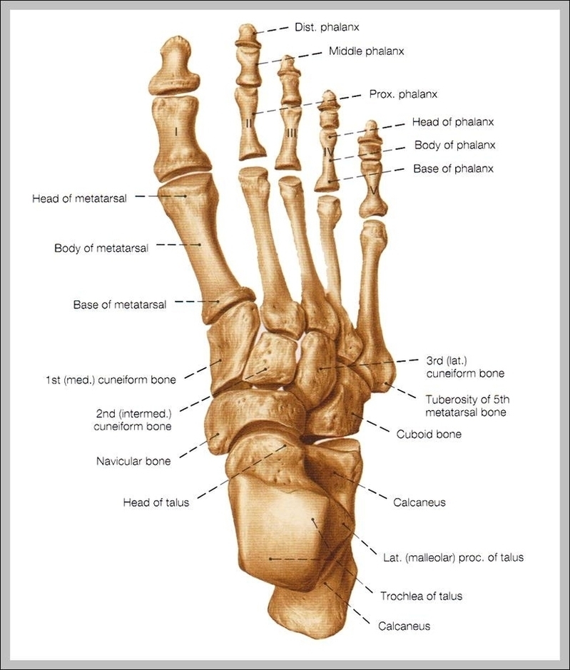 Skeleton Foot Image