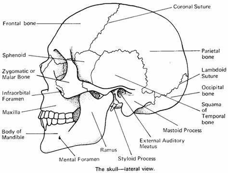 Skull Anatomy Coloring Pages