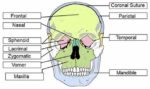 Skull Anatomy Labeling Worksheet