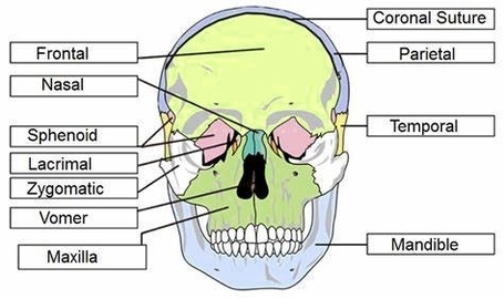 Skull Anatomy Labeling Worksheet