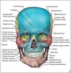 Skull Bone Anatomy Image