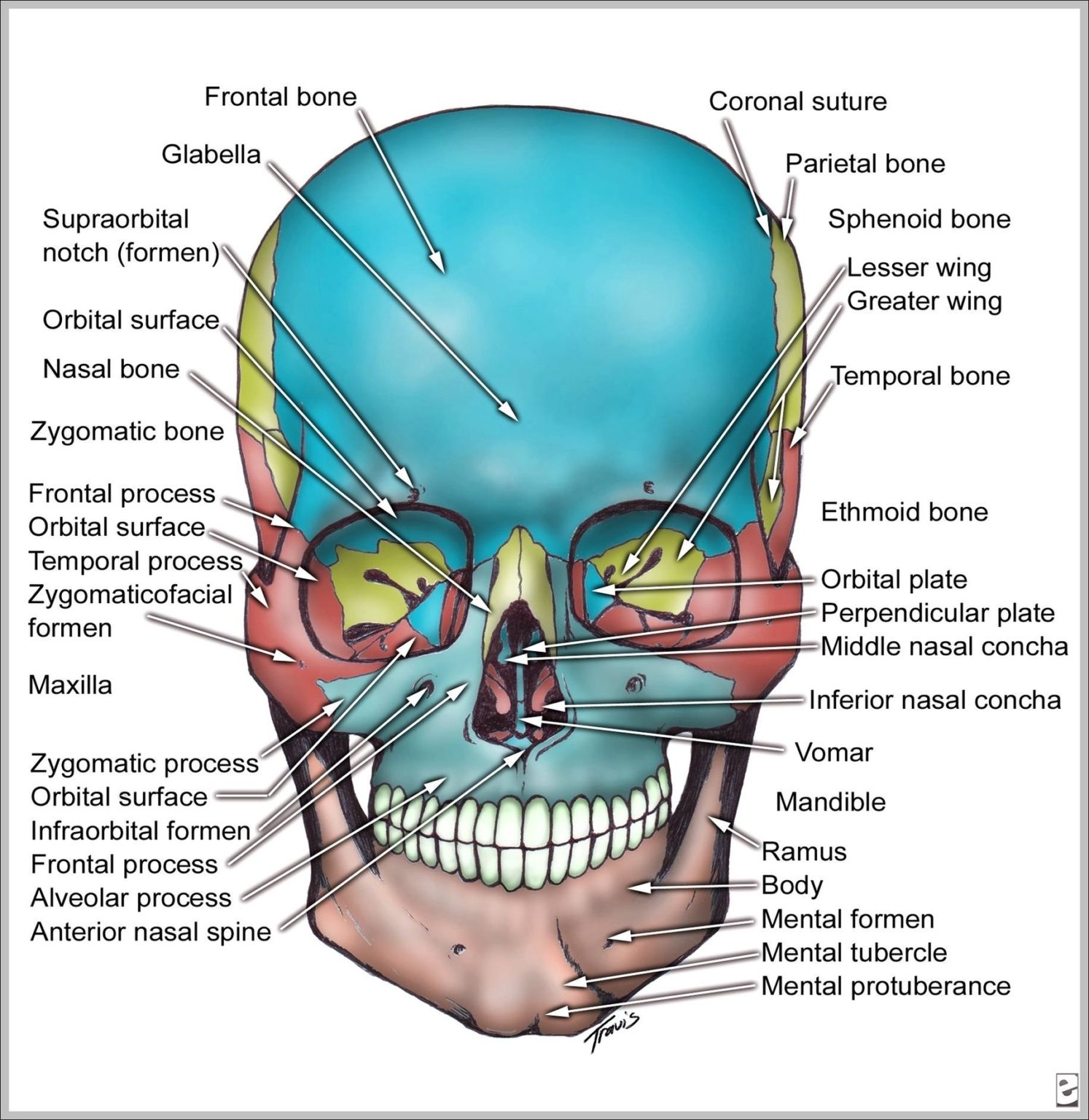 Skull Bone Anatomy Image Anatomy System Human Body Anatomy Diagram