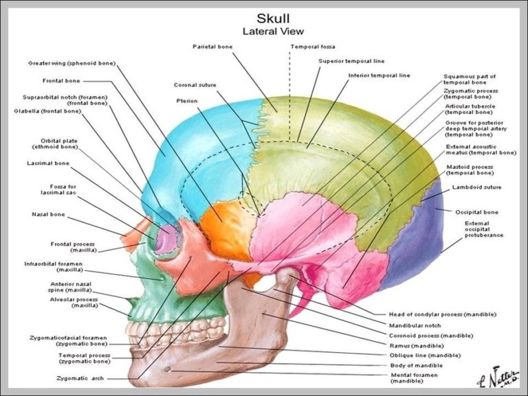 Skull Diagram Anatomy Image | Anatomy System - Human Body Anatomy ...