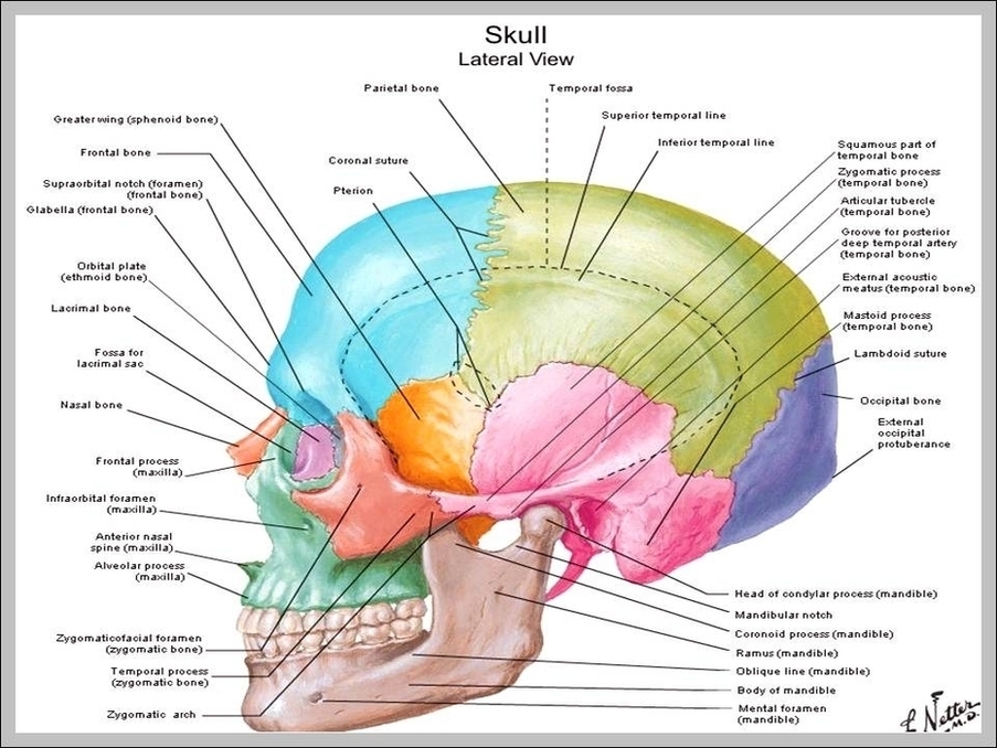 Skull Diagram Anatomy Image