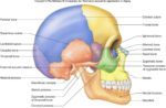 Skull Lateral View