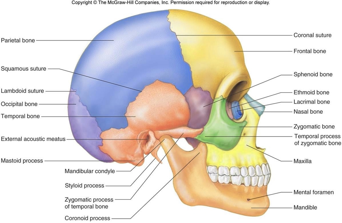 Skull Lateral View