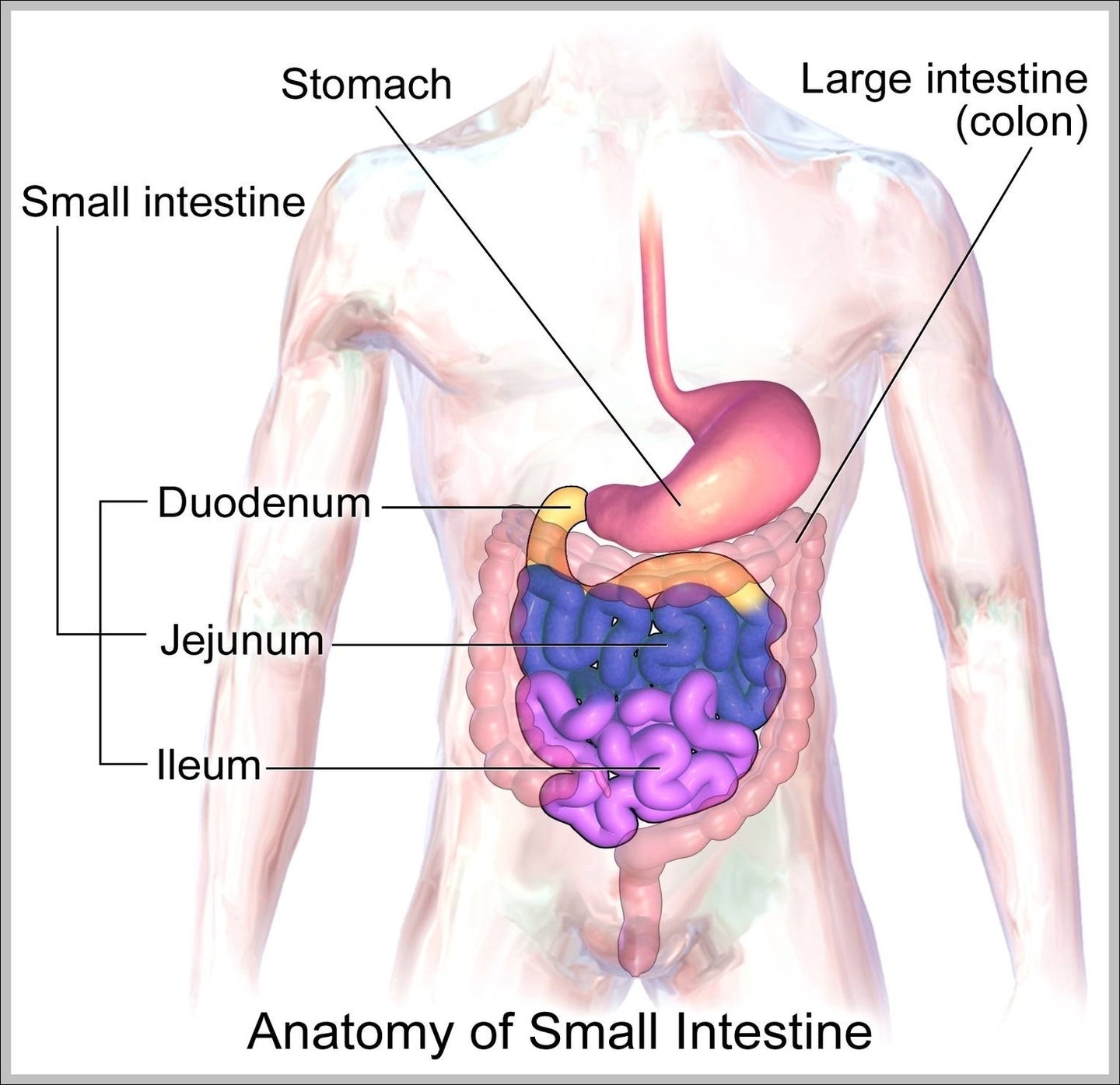 Small Intestine Anatomy Image