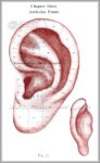 Small Intestine Location Image