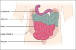 Small IntestineN