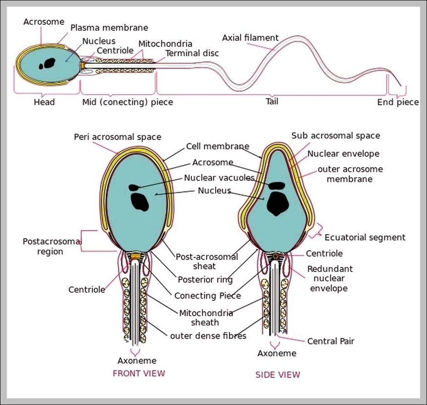 Sperm Cells Image