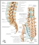 Spinal Anatomy Pictures Image