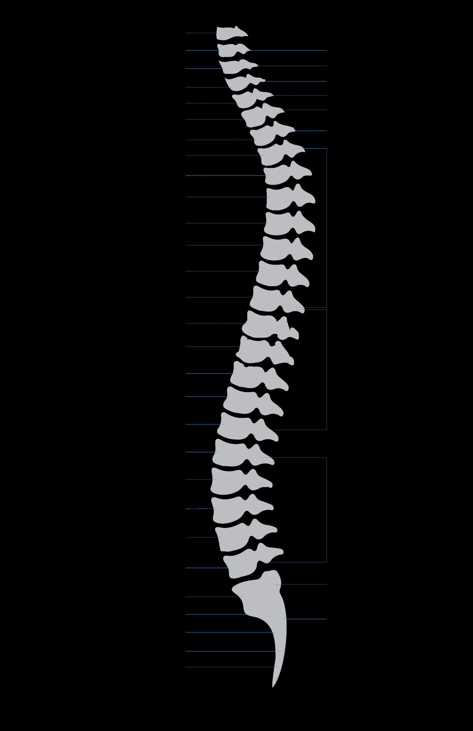 Spinal Cord Anatomy