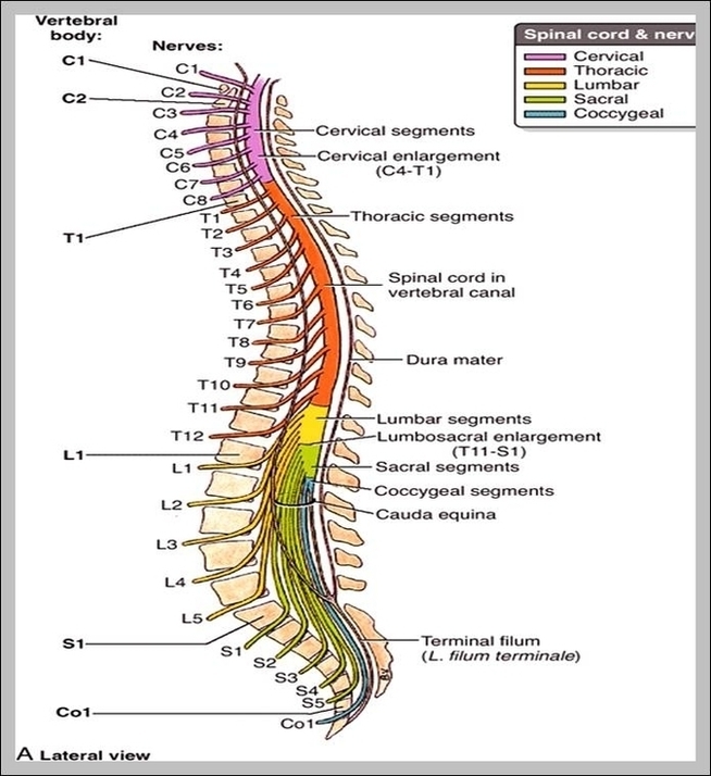 Spinal Cord Vertebrae Image