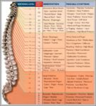 Spinal Nervous System Image