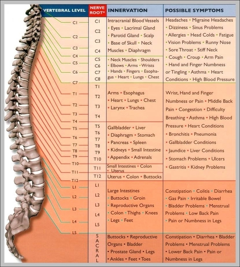 Spinal Nervous System Image