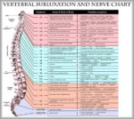 Spinal Vertebrae Chart Image