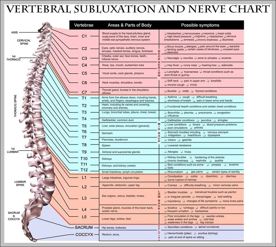 Spinal Vertebrae Chart Image