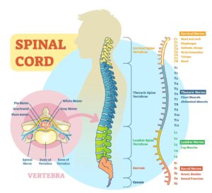 Spinal Cord Explained Anatomy System Human Body Anatomy Diagram And Spinal Cord Explained Anatomy System Human Body Anatomy Diagram And