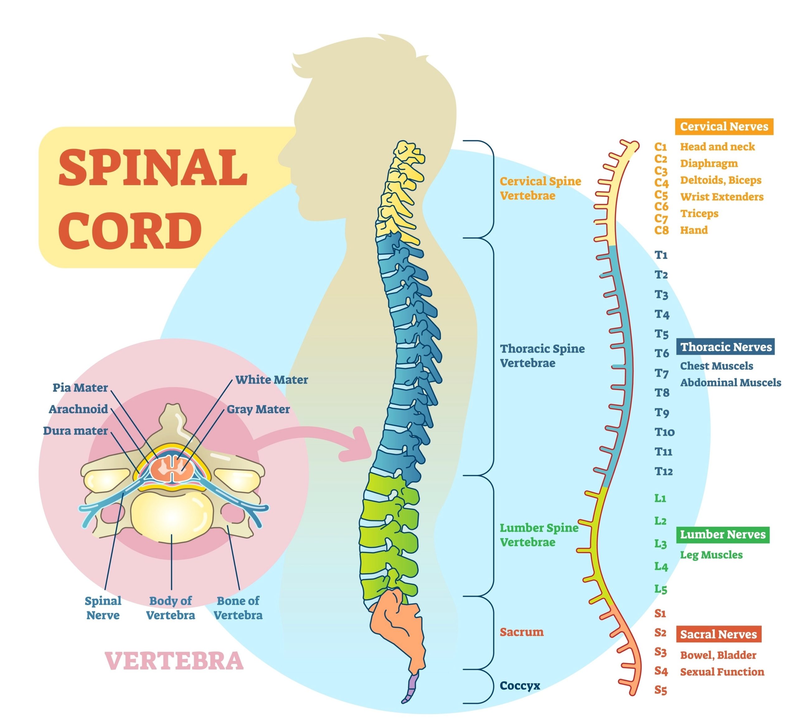 Spinal cord explained scaled