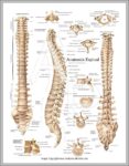 Spine Anatomy Chart Image