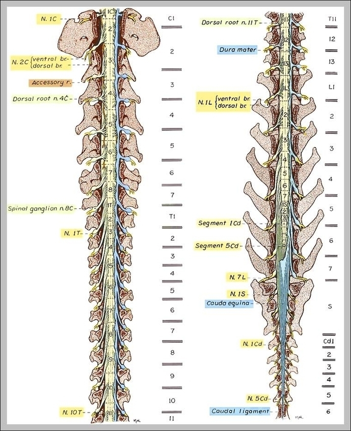 Spine And Nerves Illustrations Image