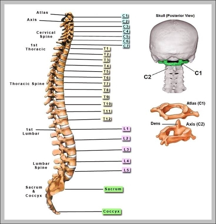 Spine Bone Image