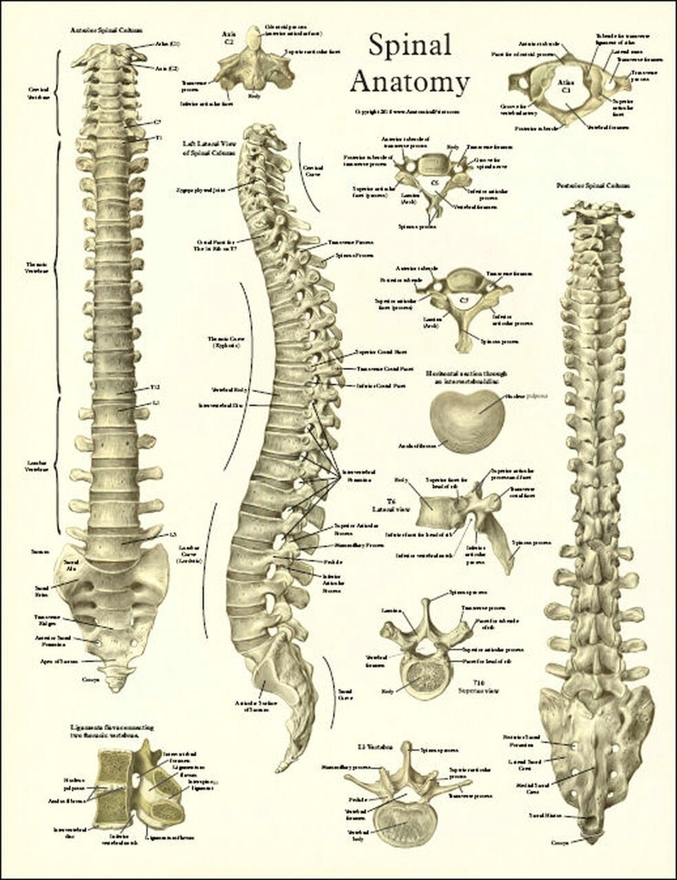 Spine anatomy diagram