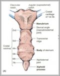 Sternum Pictures Image