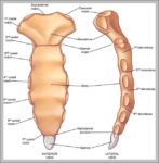 Sternum Xiphoid Process Image