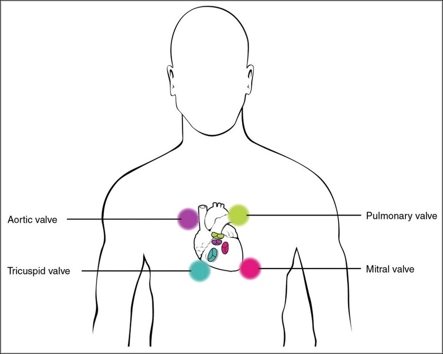 Stethoscope Placement