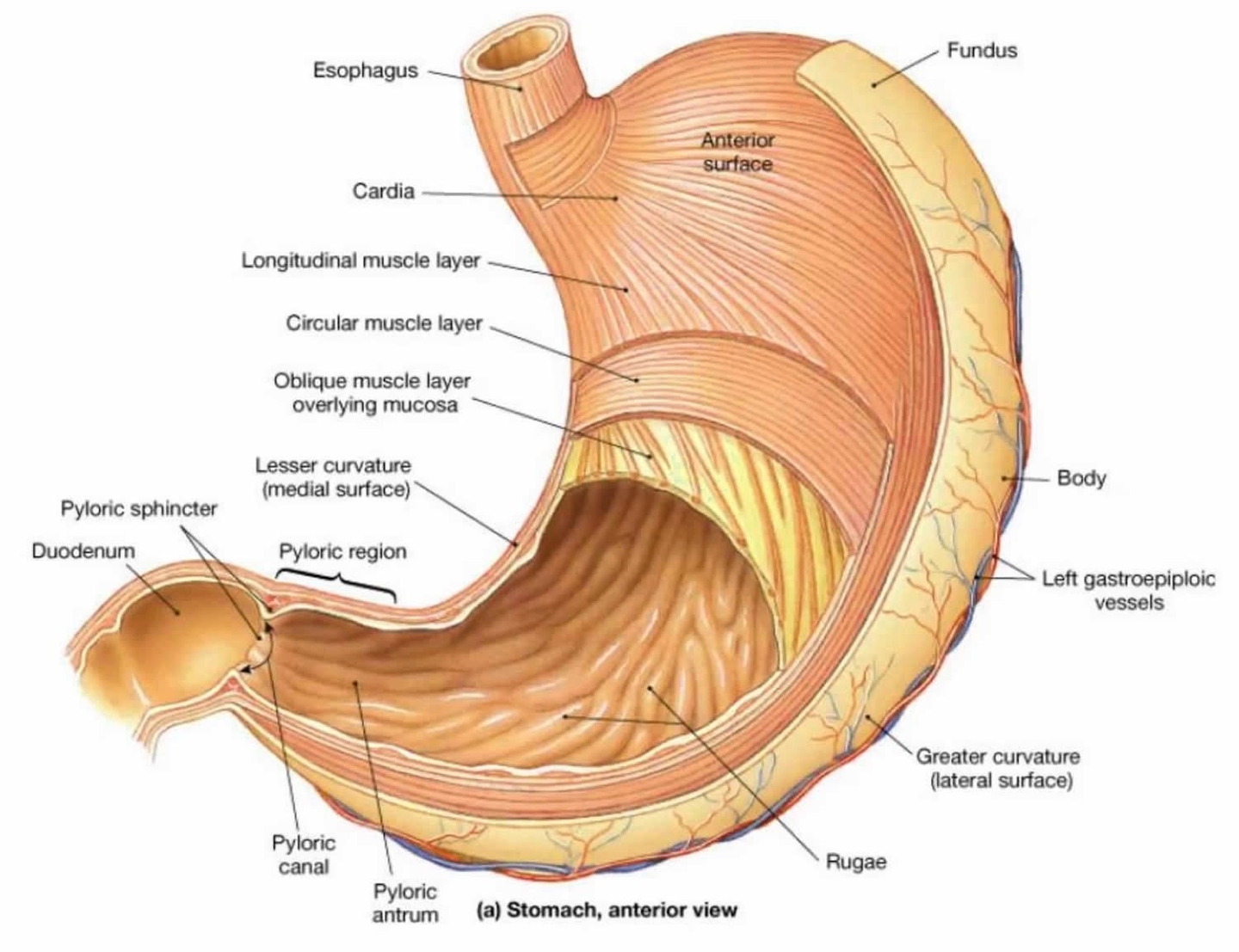 Stomach Anatomy