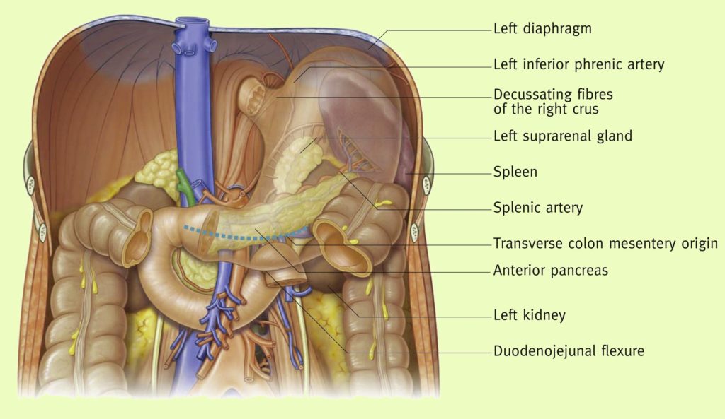 Stomach Anatomy Explanation